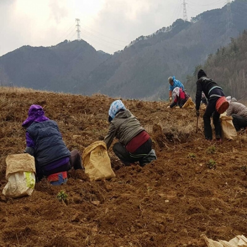 아리랑식품,이대원 산더덕즙30g*20포